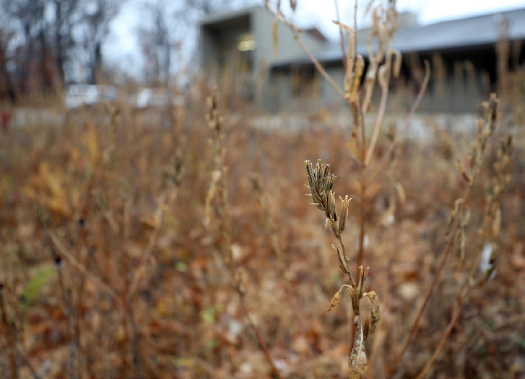 111020bp-hartman-pollinator